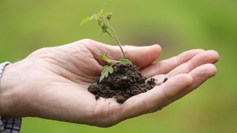 Dicas Essenciais para Iniciantes no Mundo Rural