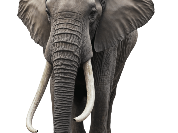 Número do Elefante no Jogo do Bicho: Tudo Sobre o Grupo 12
