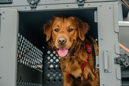 Como preparar o pet para viajar? Dicas e cuidados para diminuir o estresse