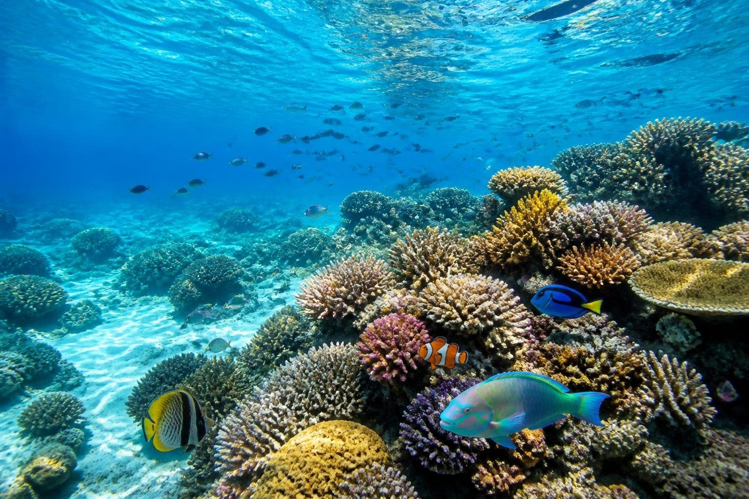 Cena subaquática da Grande Barreira de Corais com corais coloridos e peixes tropicais nadando.